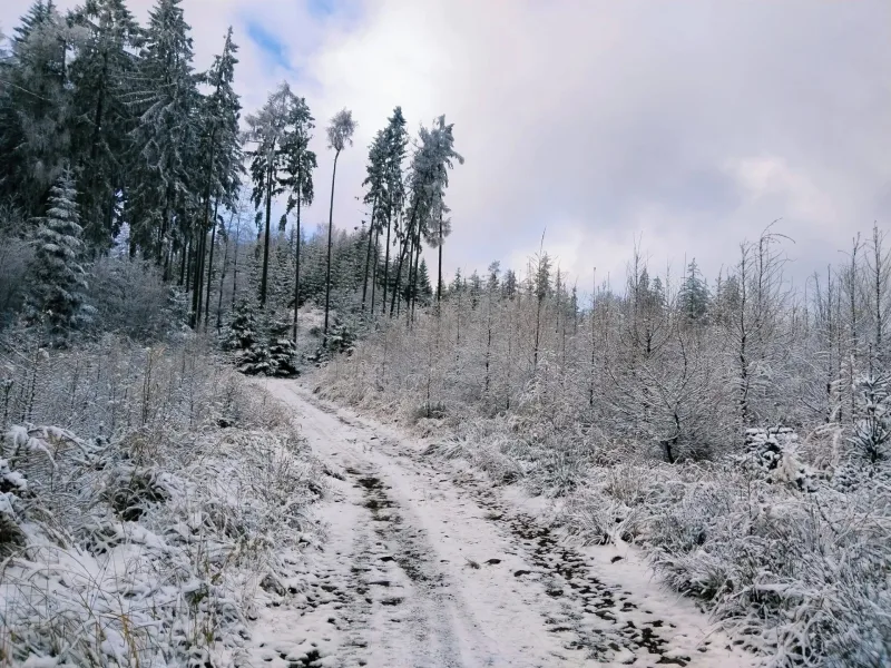 15. 12. 2024 Běhovýlet z Jinec na Studený vrch