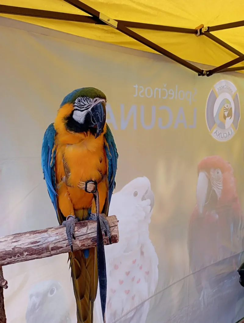 5. 6. 2026 Princové a princezny na Zámku